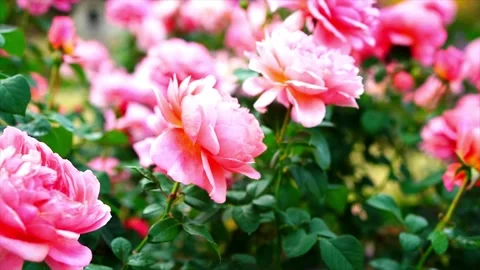 Pink roses in full bloom Stock Footage 225452567