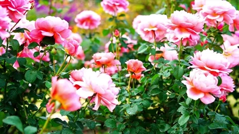 Pink roses in full bloom Stock Footage 225452575