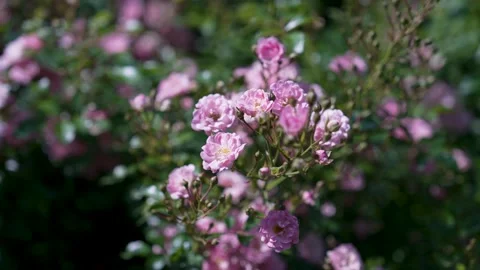 Pink roses in full bloom in the summer Stock Footage 317200671