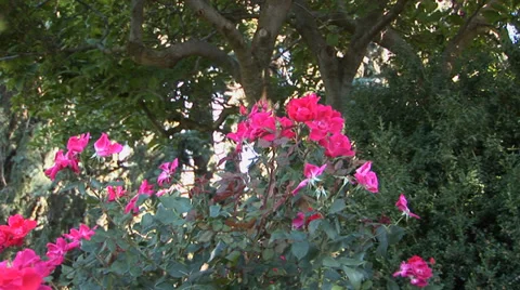 Pink Roses in Garden Stock Footage 33604968