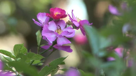 Pink Roses in Garden Stock Footage 33605004