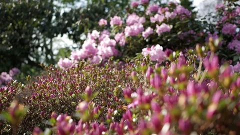 Pink roses in the garden Video stock 75003041