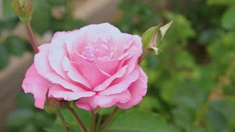 Pink roses in the garden Stock Footage 201843876