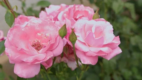 Pink roses in the garden Stock Footage 201843931