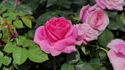 Pink roses in a garden Stock Footage 304861981