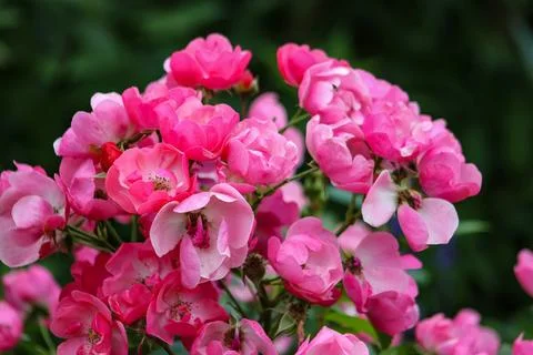Pink roses in the garden Stock Photos