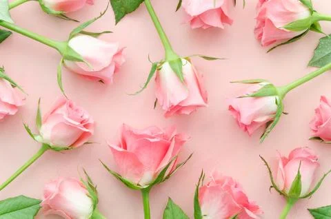 Pink roses gently pattern. Roses arranged on pink background, overhead view Stock Photos