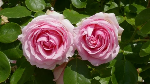 Pink roses, Germany Stock Footage 247440420