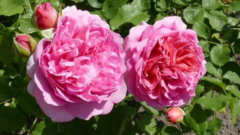 Pink roses, Germany Stock Footage 247440423