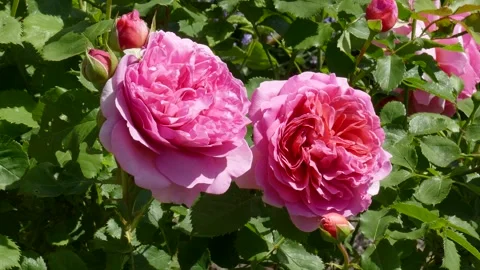 Pink roses, Germany Video stock 247440425