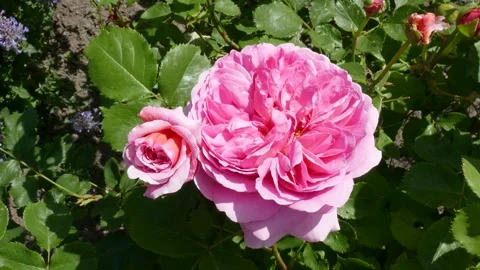 Pink roses, Germany Stock Footage 247440426