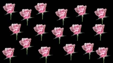Pink Roses with Green Stems Dancing 库存影片 112771674