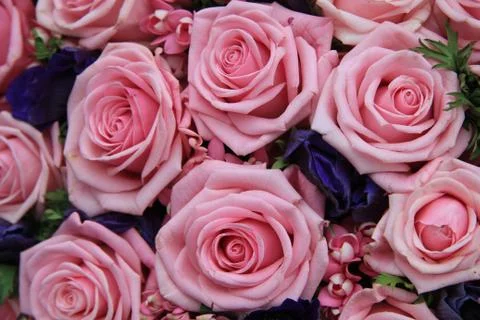 Pink roses in a group Stock Photos