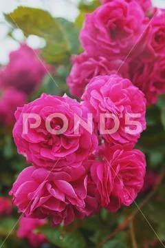 Pink roses grow on a bush in natural conditions, with raindrops on the petals Stock Photos