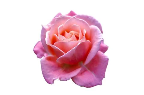 Pink roses Isolate light White background Valentines Day Stock Photos