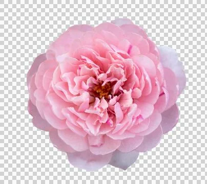 Pink roses on a isolate white background with clipping path or cutout. Stock Illustration