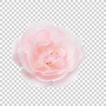 Pink roses on a isolate white background with clipping path or cutout. Stock Photos