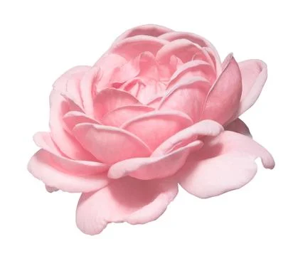 Pink roses on a isolate white background with cutout.front view. Stock Photos