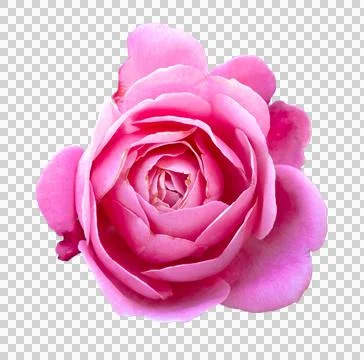 Pink roses on a isolate white background with clipping path or cutout. Stock Photos