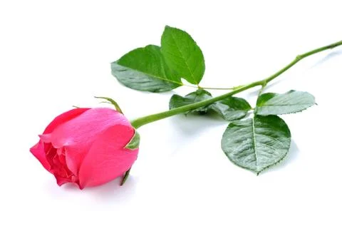 Pink roses isolated on white background Stock Photos
