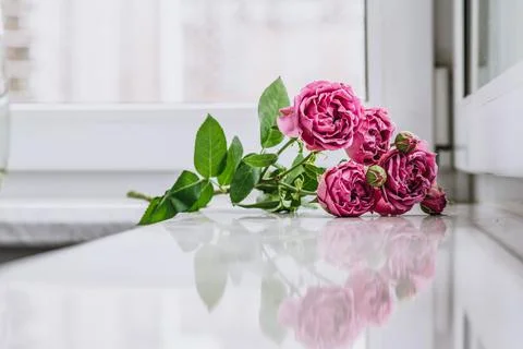Pink roses lie on the windowsill. Stock Photos