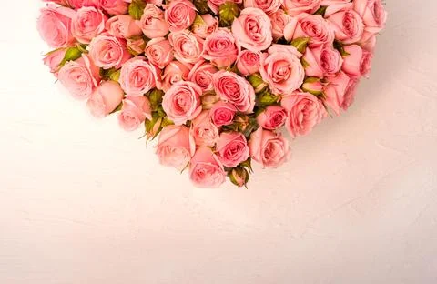 Pink roses on a light background Stock Photos