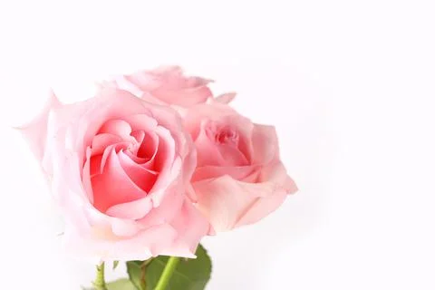 Pink roses on a light background Stock Photos