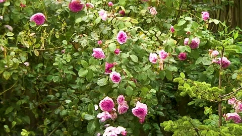Pink Roses looking refreshed on a large rose bush 库存影片 196687513