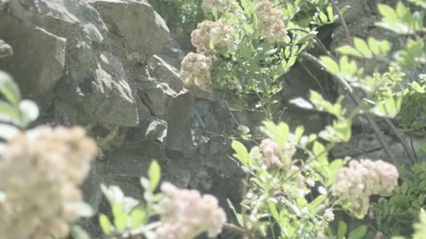 Pink Roses mooved by wind on a castle wall, pan, ungraded Видео 135266764
