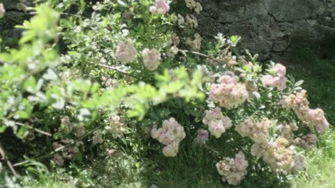 Pink Roses mooved by wind on a castle wall, tracking, ungraded Stock Footage 135548361