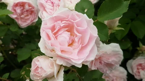 Pink Roses Moving in the Wind Stock Footage 200027929