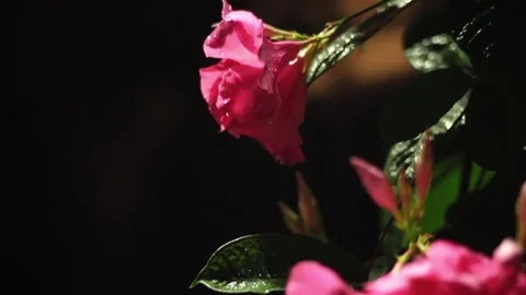 Pink Roses at Night Stock Footage 71494433