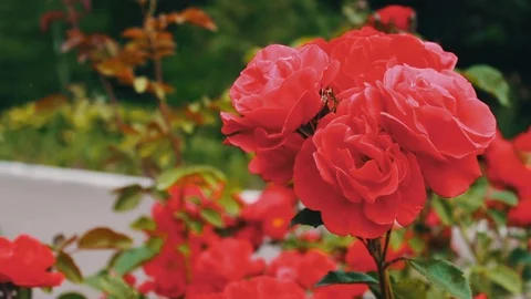 Pink roses in the Park, flower garden, tender roses growing in the garden Stock Footage