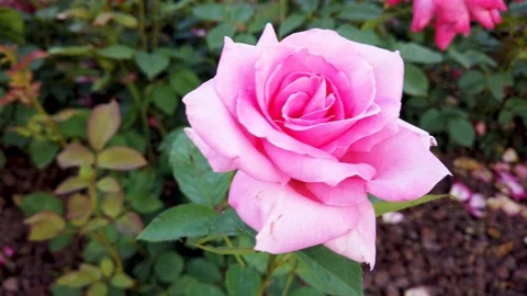 Pink roses in park Stock Footage 111940675