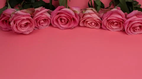Pink roses on a peach background close-up, frontal view, zoom. Stock Footage 266283318