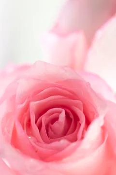 Pink roses Stock Photos