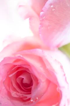 Pink roses Stock-Fotos