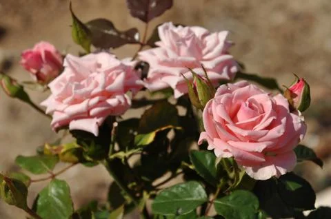 Pink roses Foto stock