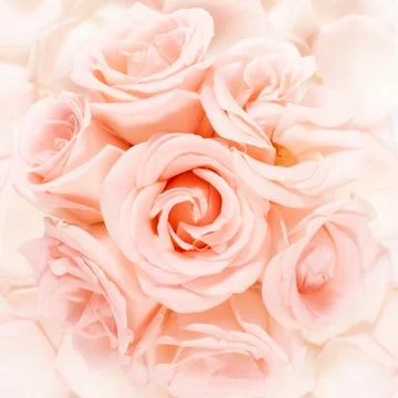 Pink roses Stock Photos
