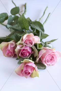 Pink roses Stock Photos
