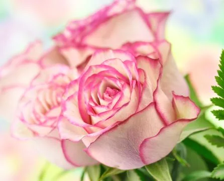 Pink roses Stock-Fotos