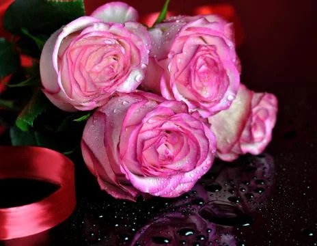 Pink roses Stock Photos