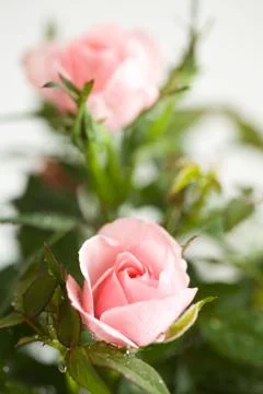Pink roses Stock Photos