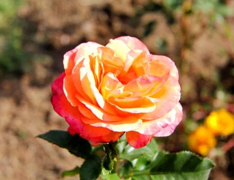 Pink roses Stock Photos