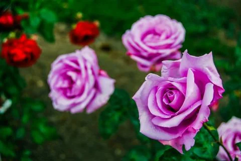 Pink roses Stock Photos