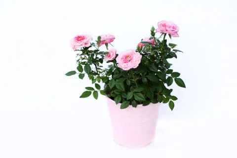 Pink roses Stock Photos