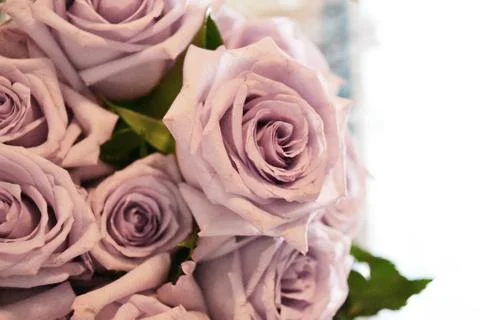 Pink roses Stockfoto's