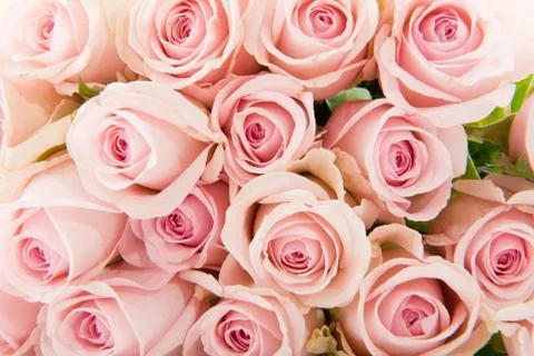 Pink roses Stock Photos
