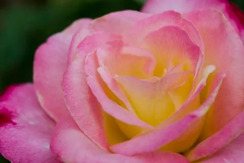 Pink roses Foto stock
