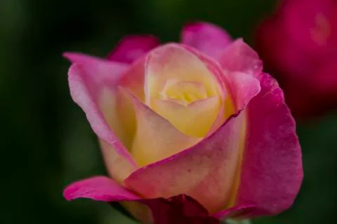 Pink roses Stock Photos